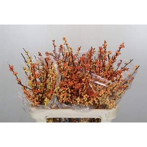 Ilex verticillata cresgold