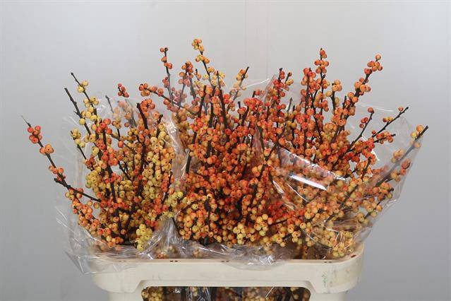 Ilex verticillata cresgold