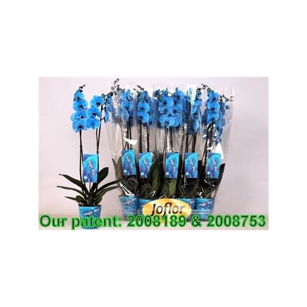 Phal Royal Blue 2 Branches 16+