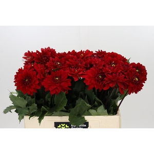 Dahlia Heatwave