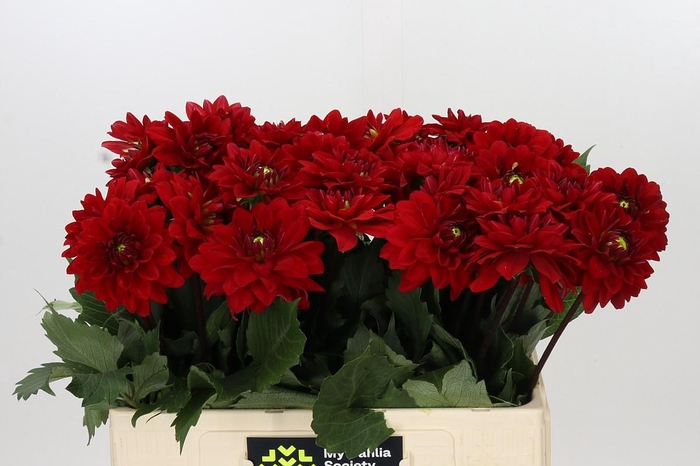 Dahlia Heatwave