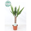 Yucca 30 cm stam 3 + kop !!!