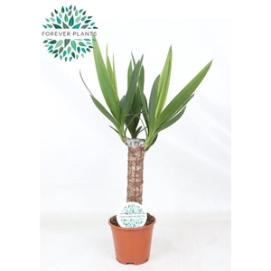 Yucca 30 cm stam 3 + kop !!!
