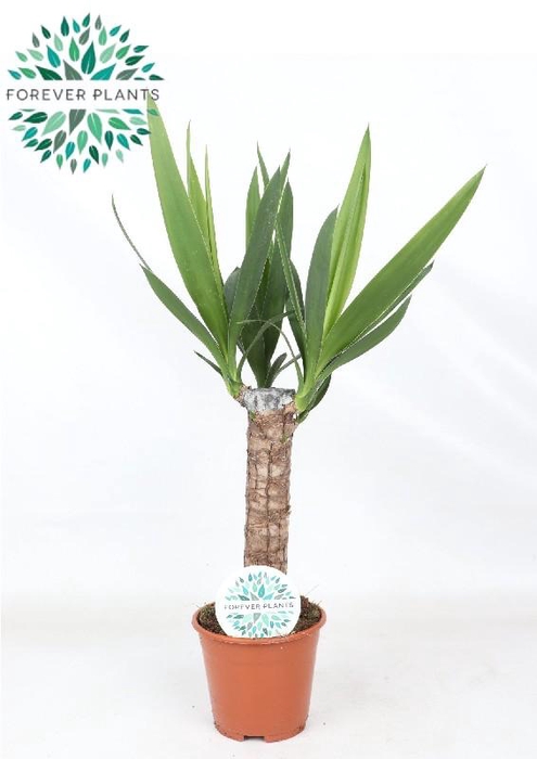 <h4>Yucca 30 cm stam 3 + kop !!!</h4>