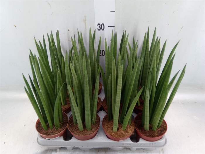 <h4>Sansevieria cyl.  ...</h4>