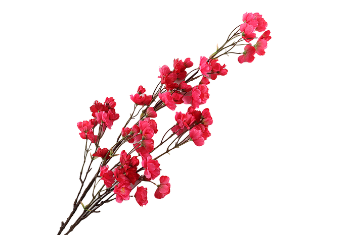 Prunus Cherry Blossom Red