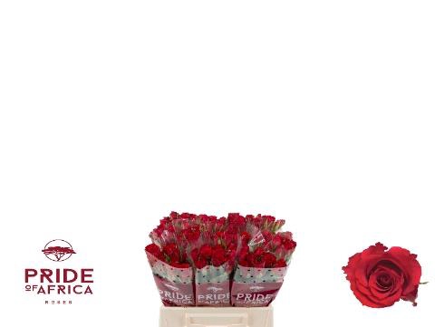 <h4>R KL RED CALYPSO</h4>