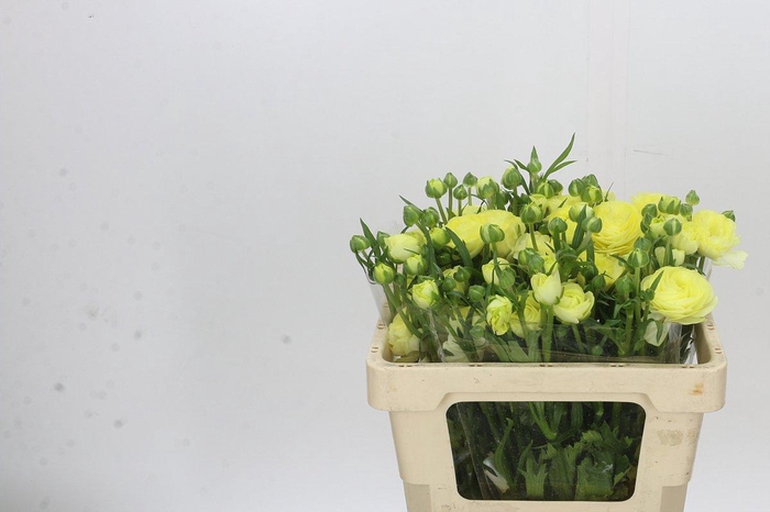 Ranunculus Natura Moderna Limoncello