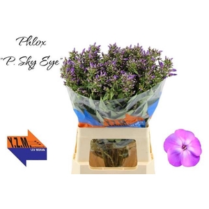 PHLOX P SKY EYES