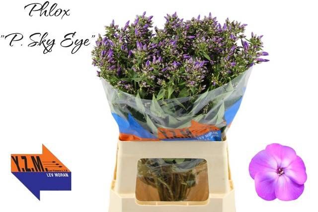 <h4>PHLOX P SKY EYES</h4>