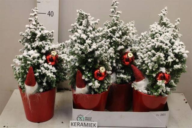 <h4>CHAM TH TOP POINT</h4>