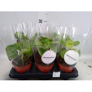 Pilea   ...
