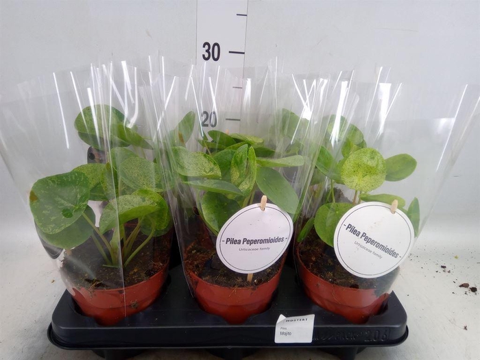 <h4>Pilea   ...</h4>