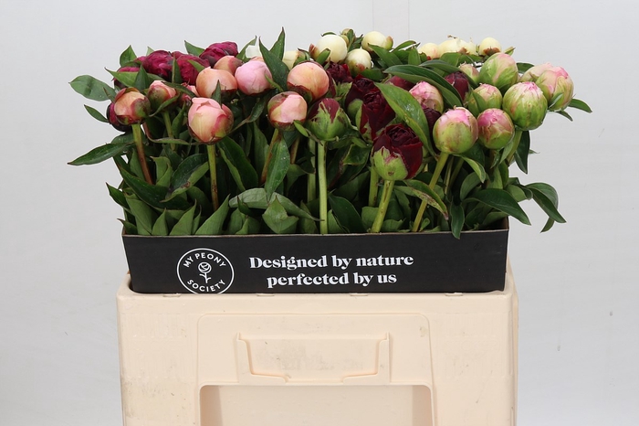 <h4>Paeonia Mix in Bucket</h4>