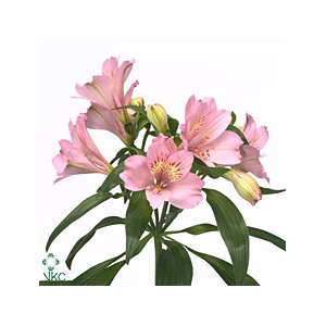 Alstroemeria Primadonna