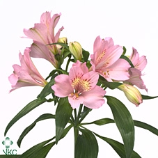 ALSTROEMERIA PERFECTION PRIMADONNA