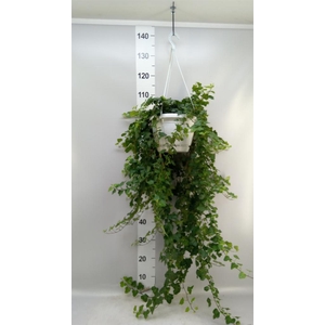Hedera helix 'Wonder'