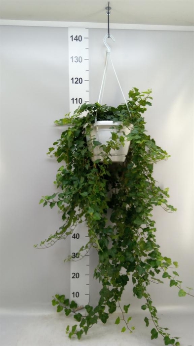 <h4>Hedera helix 'Wonder'</h4>