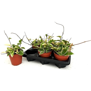 Hoya C Krimson Queen