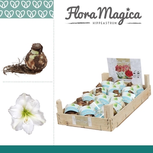 Amaryllis 28/30 Bulb Wit in Wooden Crate