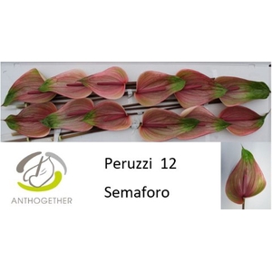 ANTH A PERUZZI SEMAFORO 12 Semaforo