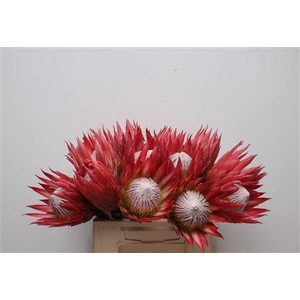 Protea Cynaroides Madiba No Leaves