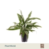 Aglaonema Cutlass