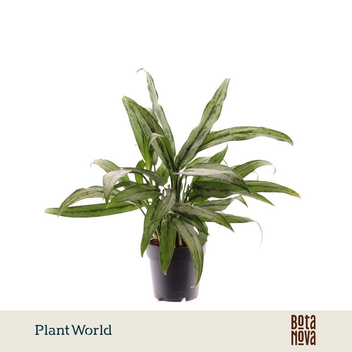 Aglaonema Cutlass