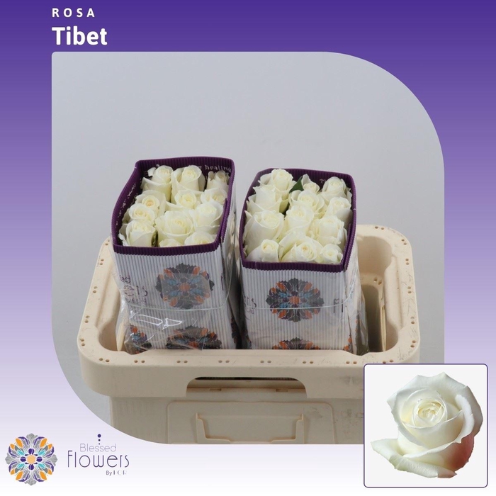 <h4>Rosa gr Tibet!</h4>