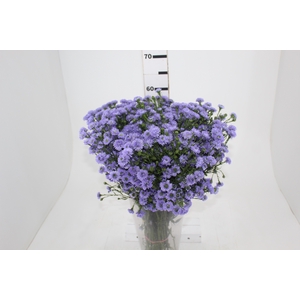 ASTER D. PLUS 050 CM MIN 20 GRAMAS