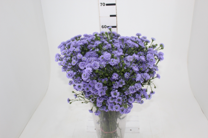 <h4>ASTER D. PLUS 050 CM MIN 20 GRAMAS</h4>