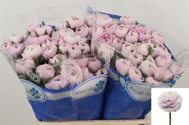 <h4>RAN SU RENOIR</h4>