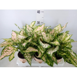 Aglaonema   ...