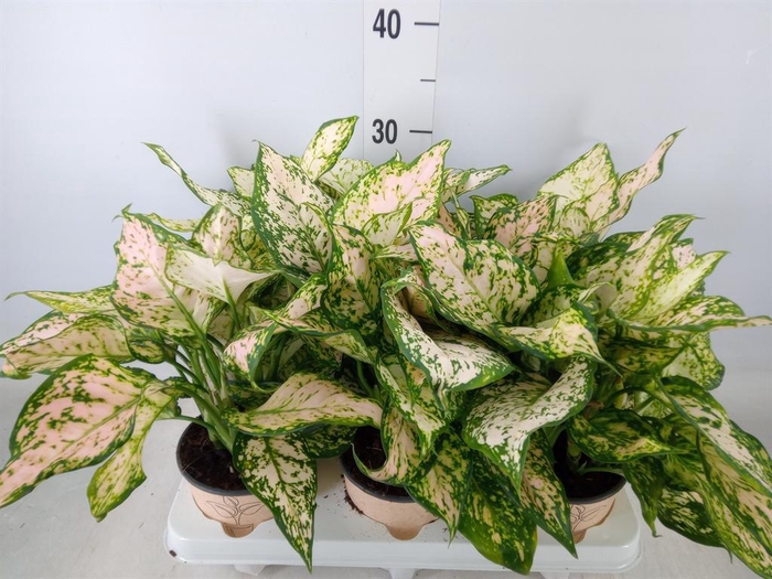 <h4>Aglaonema   ...</h4>