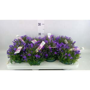 Campanula porten. 'Ambella In Prpl'