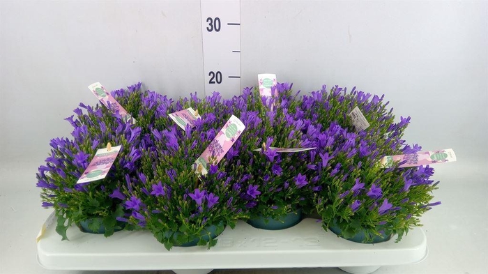<h4>Campanula porten. 'Ambella In Prpl'</h4>