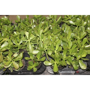 SUCULENTAS CRASSULA OVATA P11