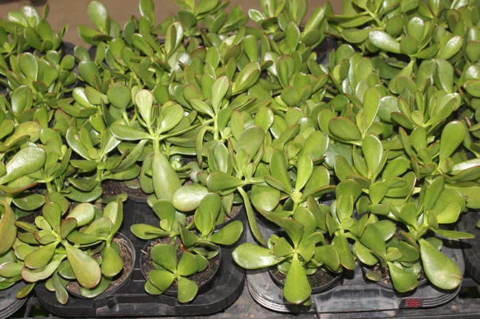 <h4>SUCULENTAS CRASSULA OVATA P11</h4>