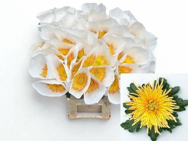 <h4>CHR G SPIDER CUIVRE</h4>