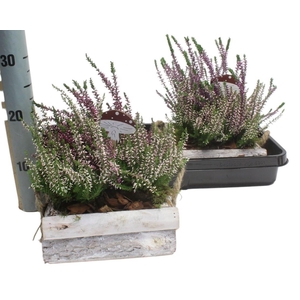 ARR TUINPLANTEN