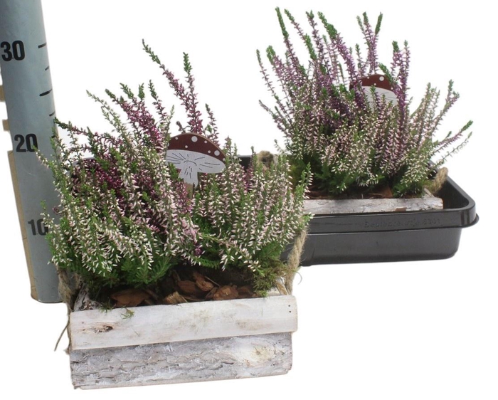 <h4>ARR TUINPLANTEN</h4>