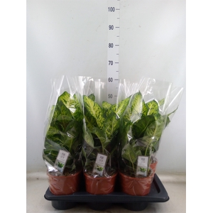 Dieffenbachia  'Sublime'