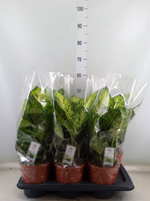 <h4>Dieffenbachia  'Sublime'</h4>