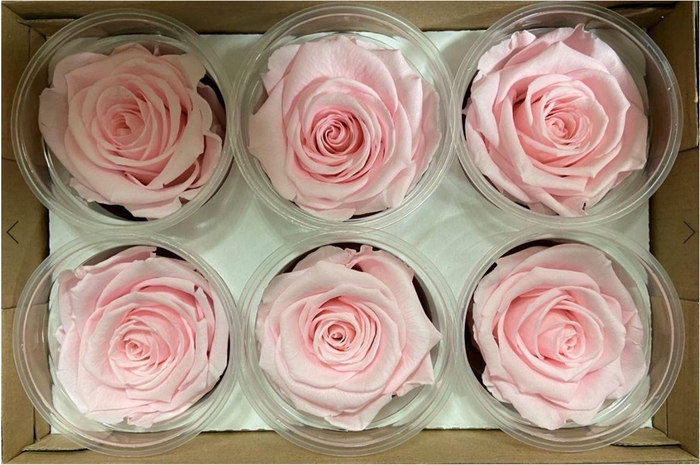 <h4>Pr 1 Pin89 Xl</h4>