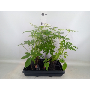 Arr.   Kamerplant Groen H%