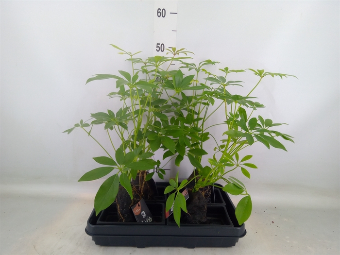 <h4>Arr.   Kamerplant Groen H%</h4>