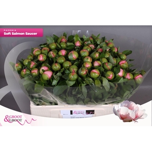 Paeonia Soft Salmon Saucer