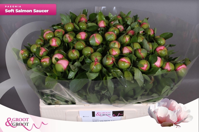 <h4>Paeonia Soft Salmon Saucer</h4>