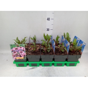 Echinacea purp. 'Magnus'