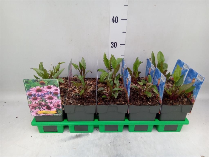 <h4>Echinacea purp. 'Magnus'</h4>